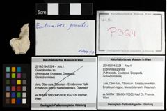 Foto (Objekt + Etiketten) von Eodromites grandis 